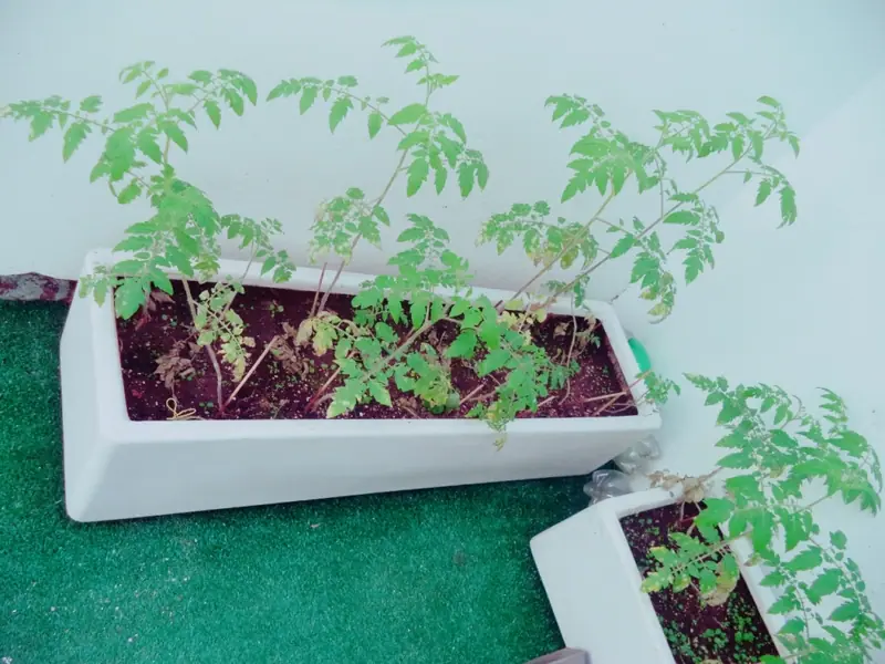Plantas e temperos cultivados na horta da escola